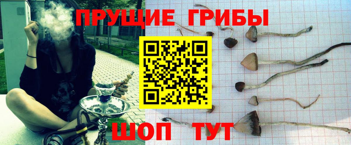 Галлюциногенные грибы Psilocybine cubensis Иваново